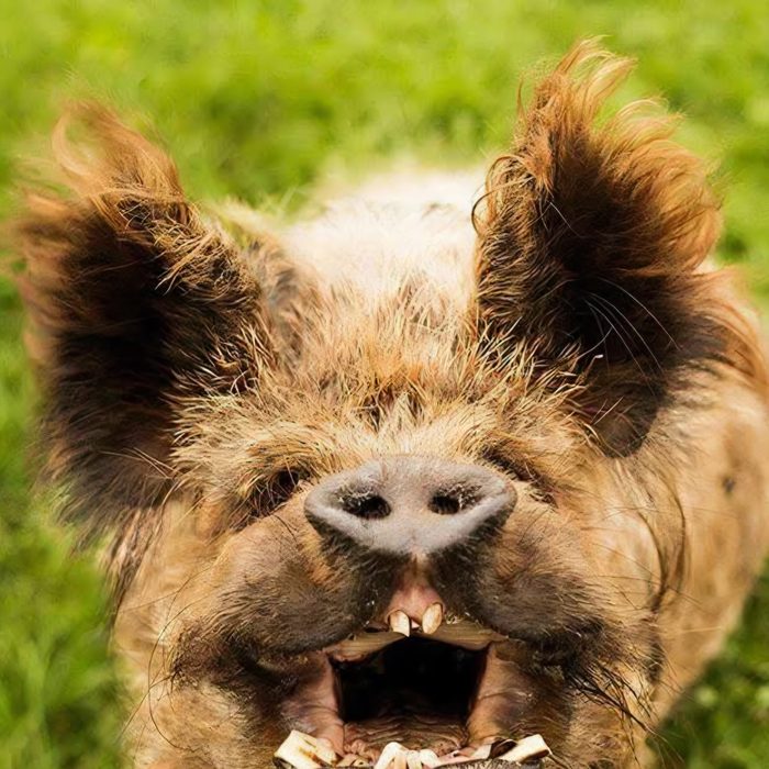 Chubbs the pig, the shop's mascot
